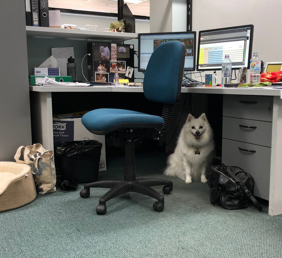doggodesk.jpg